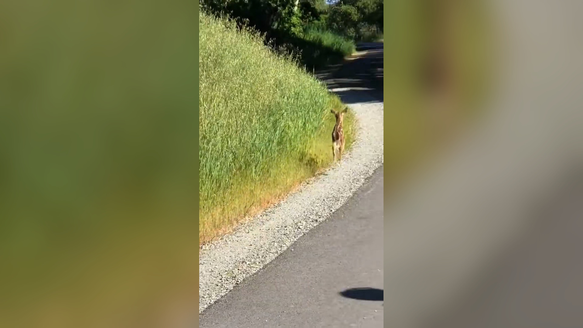 H2705017_Baby deer thanked the man who saved him from the python #rescue #animal #rescueanimals #animalsoftik_part2