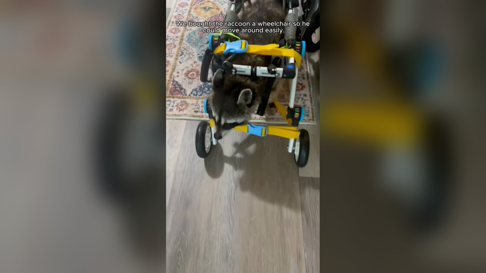 H2705014_We found a raccoon with 2 broken legs and then…. #rescue #animal #rescueanimals #animalsoftiktok #ra_part2