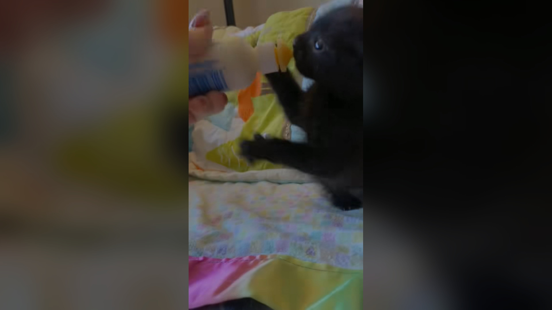H2705011_Why did they abandon the kitten on the side of the road #rescue #animal #animalsoftiktok #rescueanim_part2